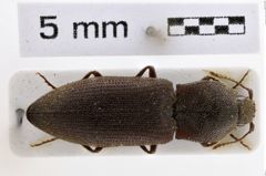 Foto (Dorsalansicht) von Agrypnus thibetanus (NHMW-ZOO-COL-0008011)